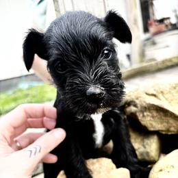 Boy 1 - Liver male Miniature Schnauzer puppy in Dunlap, Tennessee from Beards of Glory