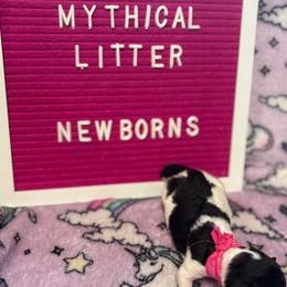 Fairy - Parti female Poodle puppy in Fort Myers Beach, Florida from Posh Poodles & Chinese Cresteds