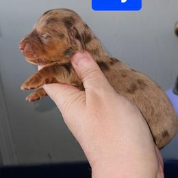 Boy 1 - Dapple male Dachshund puppy in Lansing, Michigan from Black Thunder 517 Cane Corso and Dachshunds and frenchies
