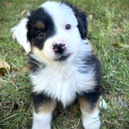 Phantom - Black tri male Miniature Australian Shepherd puppy in Jenkinsville, South Carolina from Monticello Mini Aussies