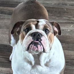 Lulu - Bulldog
