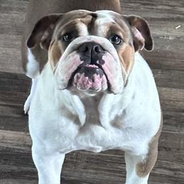 Lulu - Bulldog