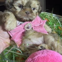Layla - Liver female Shih Tzu puppy in Coolidge, Arizona from Shih Tzu’s  ‘N’ Love