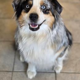 Dolly - Australian Shepherd