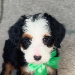 Jade - Tri-color female Bernedoodle puppy in West Jordan, Utah from Doodles Friend