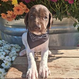 Black Boy - Liver and white male German Shorthaired Pointer puppy in Potosi, Wisconsin from Point and Flush Gun Dogs