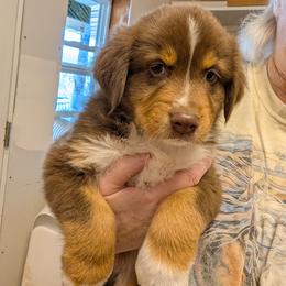 Red tri thin line mask - Red tri-color male Australian Shepherd puppy in Yamhill, Oregon from TLC Dream and Pureland Australian Shepherds