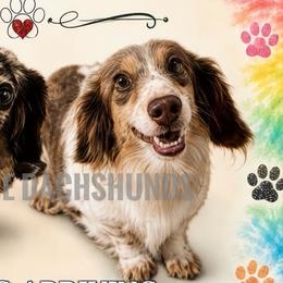 Penelope - Dachshund