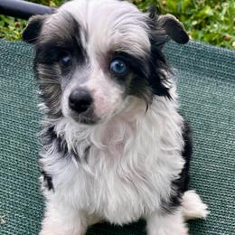 Puff girl, blue eye - Black and white female Chinese Crested puppy in Rockvale, Tennessee from Cosmic Chinese Cresteds & Wind-Echo Poodles