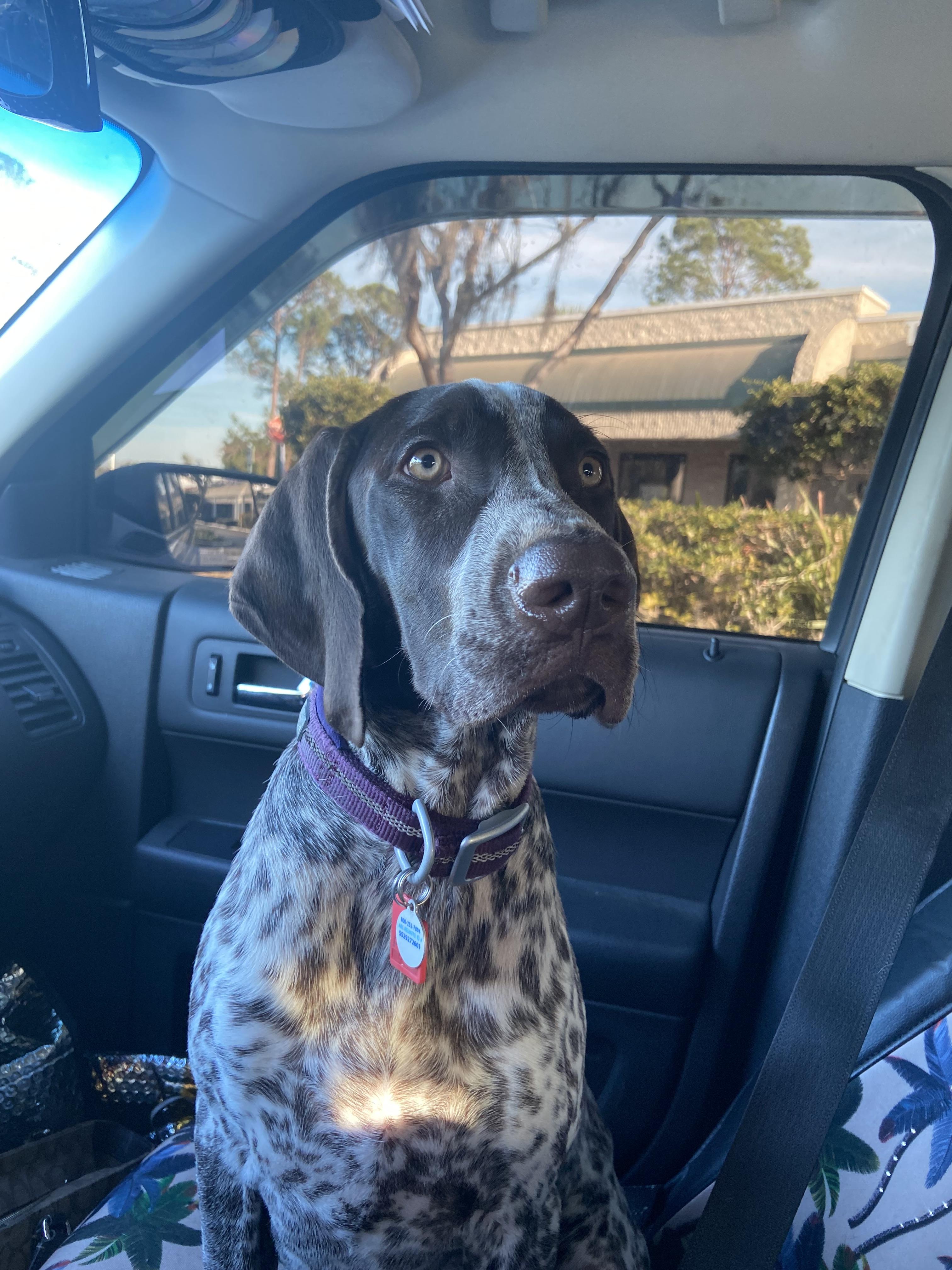 Ayla