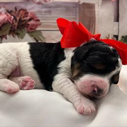 Snoopy Red Girl - Tri-color female Bernedoodle puppy in The Woodlands, Texas from Gracie's Goldendoodles and Bernedoodles