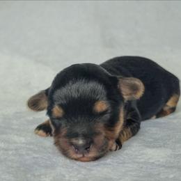 Benji - Black and tan male Yorkshire Terrier puppy in Blacksburg, South Carolina from Hess Pooches LLC