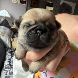 Gus - Fawn male Pug puppy in Saint Pauls, North Carolina from Copperfield’s Goldens