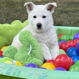 Green Boy - White male Berger Blanc Suisse puppy in New Castle, Pennsylvania from Thornvalley White Swiss Shepherds