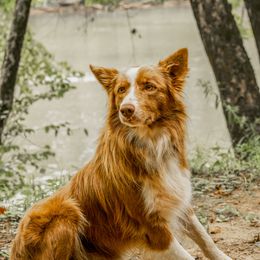 Tag - Border Collie