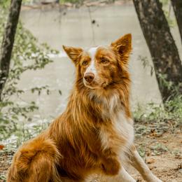 Tag - Border Collie