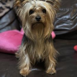 Bella - Yorkshire Terrier