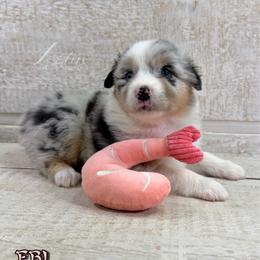 Ebi - Blue merle female Australian Shepherd puppy in Jonesborough, Tennessee from Lotus Australian Shepherds