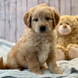 Ranger - Cream male Goldendoodle puppy in The Woodlands, Texas from Gracie's Goldendoodles and Bernedoodles