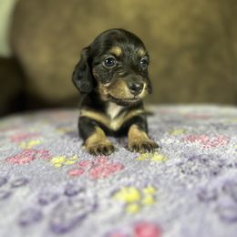Dachshund Puppies from JBDKennel