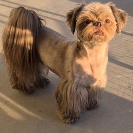 Denali - Liver male Shih Tzu puppy in El Paso, Texas from Paws Of Beauty