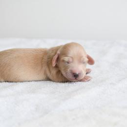 Boy 1 - Cream male Dachshund puppy in Martinsville, Virginia from Ana’s Beautiful Doxies