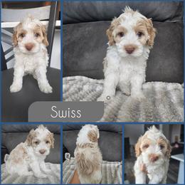 Swiss - Buff and white male Cockapoo puppy in Zanesville, Ohio from Southtown Doodles LLC