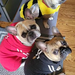 French Bulldogs from Lily's Frenchies
