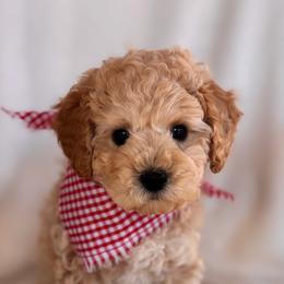 Aspen - Cream male Cockapoo puppy in Saint Cloud, Florida from Lakeside Cockapoos