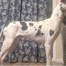 Great Dane Puppies from Black Tie Danes