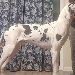 Great Dane Puppies from Black Tie Danes