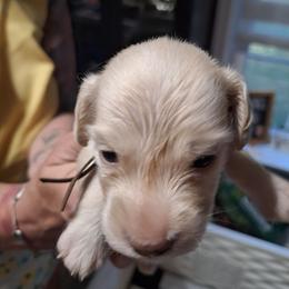 Male Number Two-Brown - Cream male Dachshund puppy in Gordon, Georgia from Long Dogs Yellow Farm