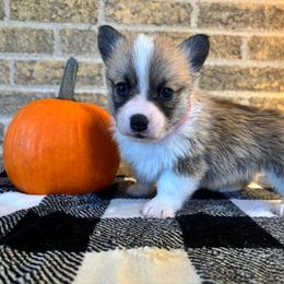 Red Collar Male - Sable male Pembroke Welsh Corgi puppy in Mcarthur, Ohio from Bentley Corgis LLC