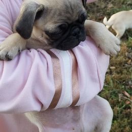 Pug Puppies from My princess pugs