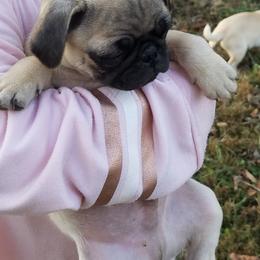 Pug Puppies from My princess pugs