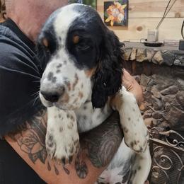 Girl 3 - female English Springer Spaniel puppy in Springdale, Washington from WorleyByrd Springers