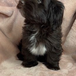 Hershey - Chocolate female Havanese puppy in Maryville, Missouri from Dreamworks Havanese
