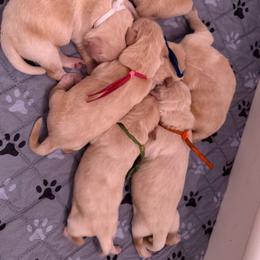 Ms Pink - Spookie - Golden female Golden Retriever puppy in Umatilla, Florida from AT Marvelous Kennels (AKA AT Marvelous Pet Services)