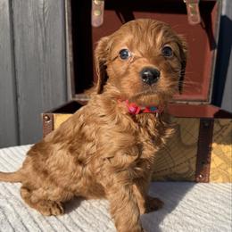 Red Hearts - Apricot female Goldendoodle puppy in Rush, New York from Care Bear Puppies