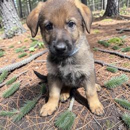 Fonzie - Sable male German Shepherd puppy in Oakland, Oregon from VHM German Shepherds