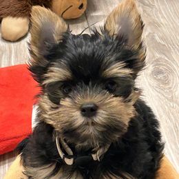 Yorkshire Terrier Puppies from Lil Country Gems Yorkies