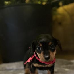 Dachshund Puppies from David cook