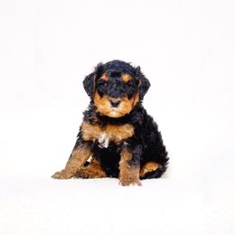Amigo - Phantom male Bernedoodle puppy in Washington from Doodle Love