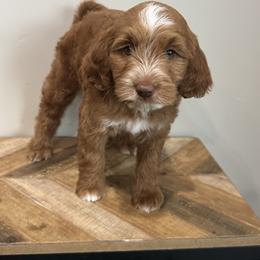 Cupcake - Red female Bernedoodle puppy in Horseshoe Bend, Idaho from Over the Moon Poodles and Doodles