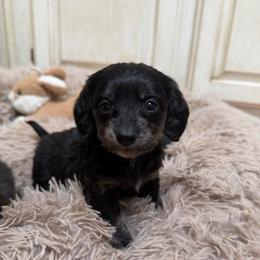 Pink collar - Black and cream female Dachshund puppy in Simms, Montana from Simms Ashuelot Kennel