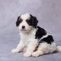 Ava - Tri-color female Cavapoo puppy in Apple Creek, Ohio from Grandeur Valley Puppies