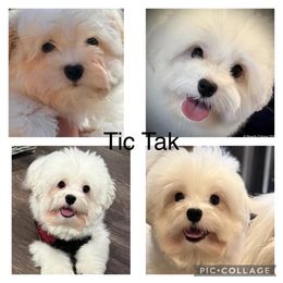 Tic Tak - Coton de Tulear