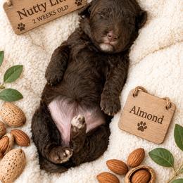 Almond - Chocolate female Goldendoodle puppy in Miami, Florida from Jade’s Paws & Co. Of Miami LLC