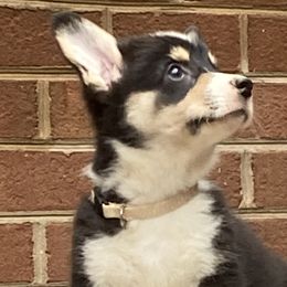 Girl 7 - Pembroke Welsh Corgi puppy in Farnham, Virginia from Polly’s Farm