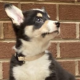 Girl 7 - Pembroke Welsh Corgi puppy in Farnham, Virginia from Polly’s Farm